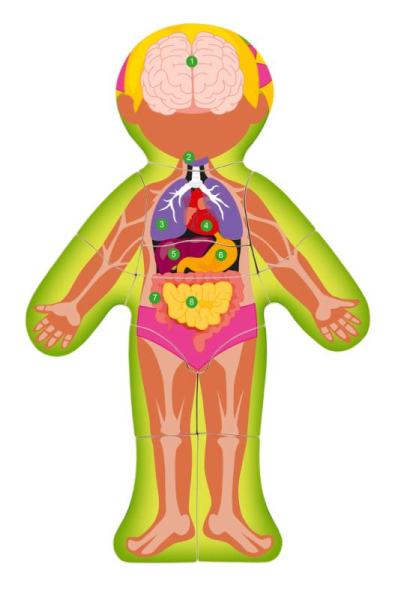 Puzzle Lidské tělo Holka Woody
